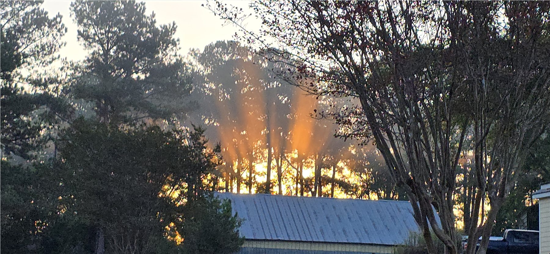 Early light through the tree canopy