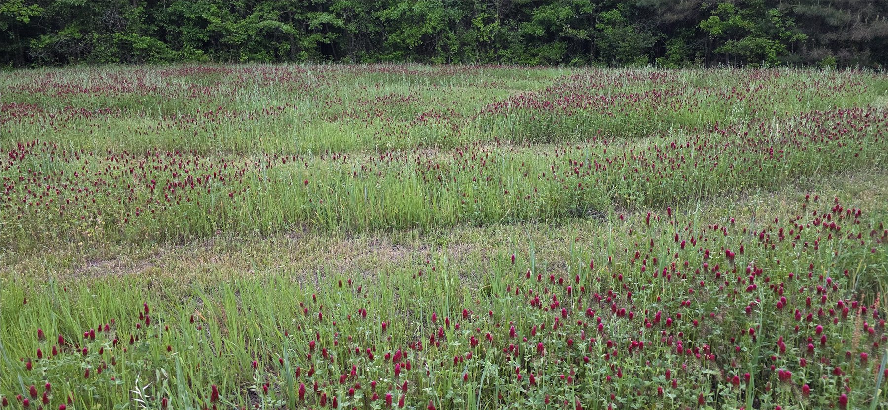 Wildflowers across the meadow